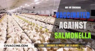 Are UK Chickens Vaccinated Against Salmonella? Facts and Insights