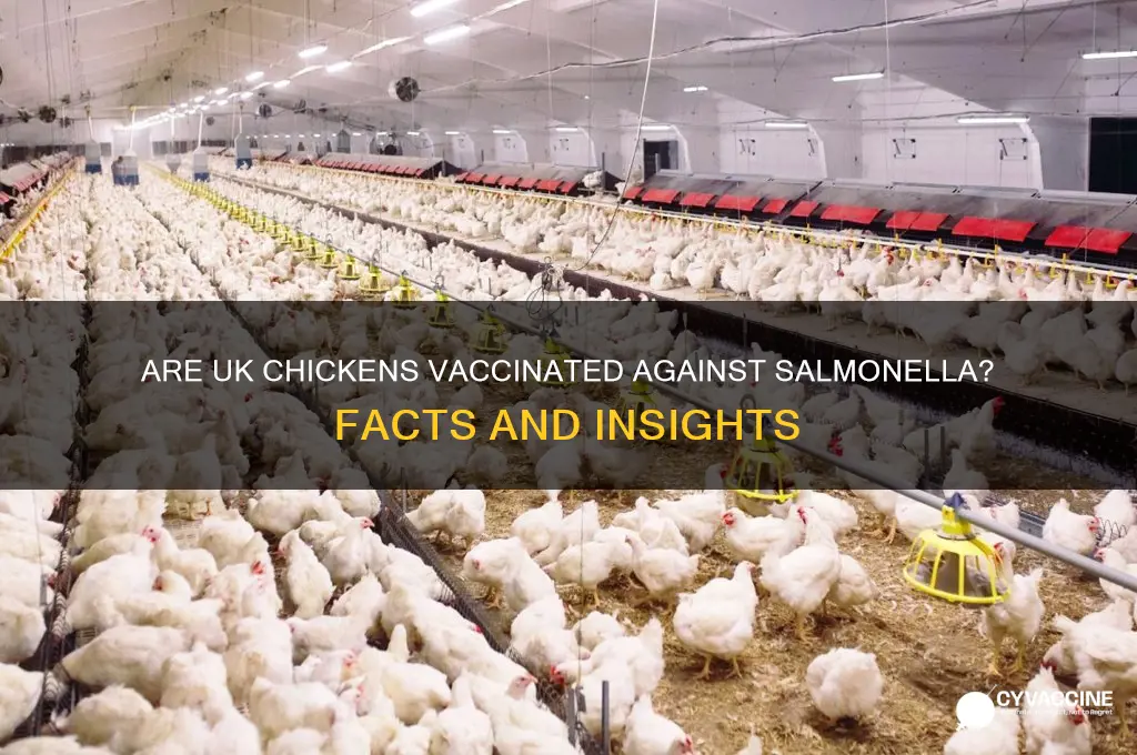 are uk chickens vaccinated against salmonella