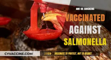 Are US Chickens Vaccinated Against Salmonella? What You Need to Know