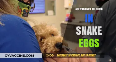 Debunking Myths: Are Vaccines Cultured in Snake Eggs?