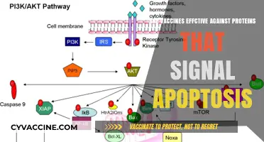 Vaccines: Apoptosis Proteins and Their Effectiveness