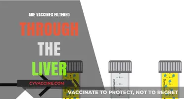 Vaccines and Liver Filtration: Understanding the Body's Processing Mechanism