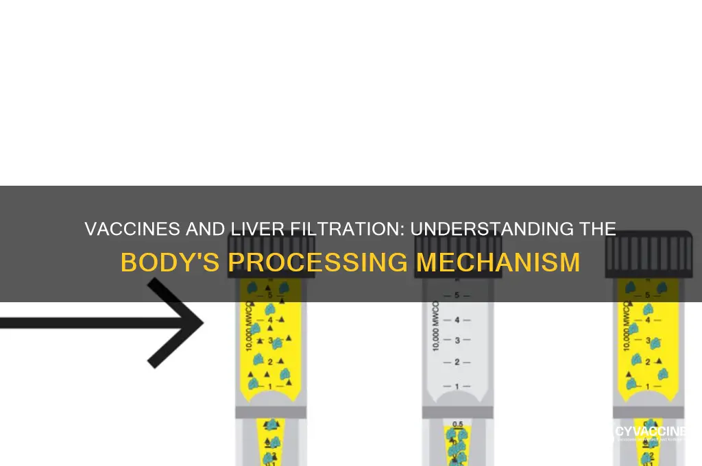 are vaccines filtered through the liver
