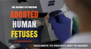 Vaccines and Abortion: Debunking the Myth of Fetal Tissue Use