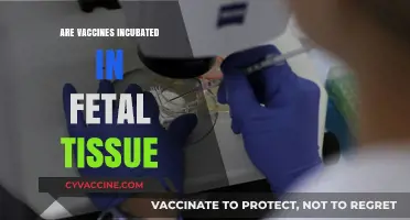 Vaccines and Fetal Tissue: Unraveling the Incubation Myth