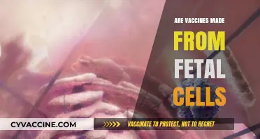Are Vaccines Made from Fetal Cells? Unraveling the Science and Ethics