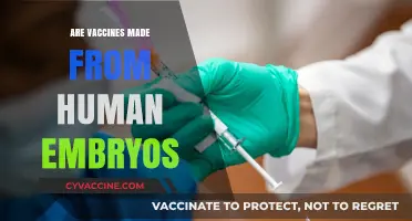 Are Vaccines Made from Human Embryos? Separating Fact from Fiction