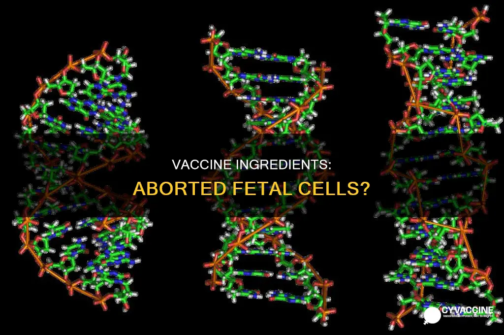are vaccines made from parts of aborted fetus