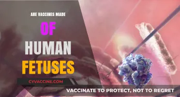 Are Vaccines Made from Human Fetuses? Separating Fact from Fiction