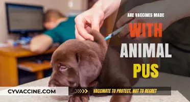 Are Vaccines Made with Animal Pus? Separating Fact from Fiction