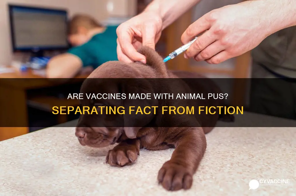 are vaccines made with animal pus