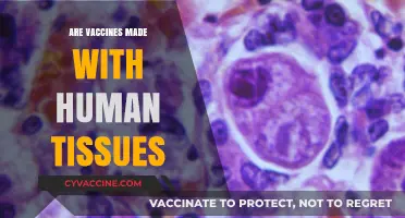 Are Vaccines Made with Human Tissues? Unraveling the Facts