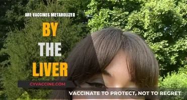 Vaccines and Liver Metabolism: Understanding the Body's Processing Mechanism