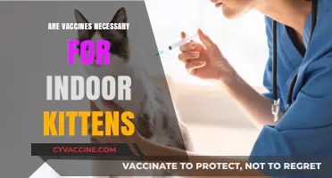 Indoor Kittens and Vaccines: Are They Really Necessary?