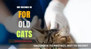 Vaccines for Senior Cats: Safety and Benefits Explained