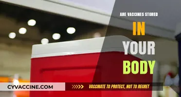 Do Vaccines Stay in Your Body? Debunking Myths and Facts