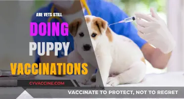Are Vets Still Administering Puppy Vaccinations? Essential Updates for Pet Owners