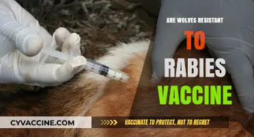 Do Rabies Vaccines Effectively Protect Wolves? Exploring Immunity and Risks