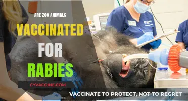 Do Zoo Animals Receive Rabies Vaccinations? Exploring Wildlife Health Protocols