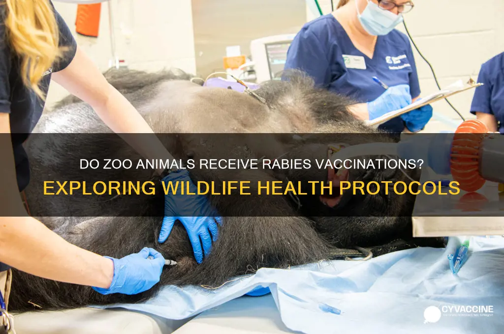 are zoo animals vaccinated for rabies