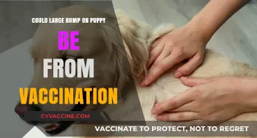 Puppy's Bump: Vaccination Side Effect?
