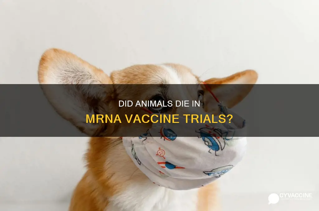 did all animals died in mrna vaccine trials