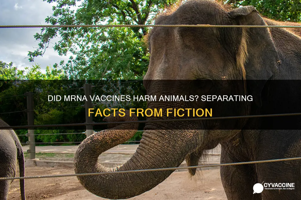 did animals die from mrna vaccine