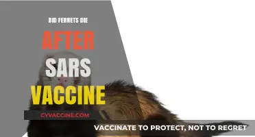 SARS Vaccine and Ferrets: Unraveling the Truth Behind Mortality Claims