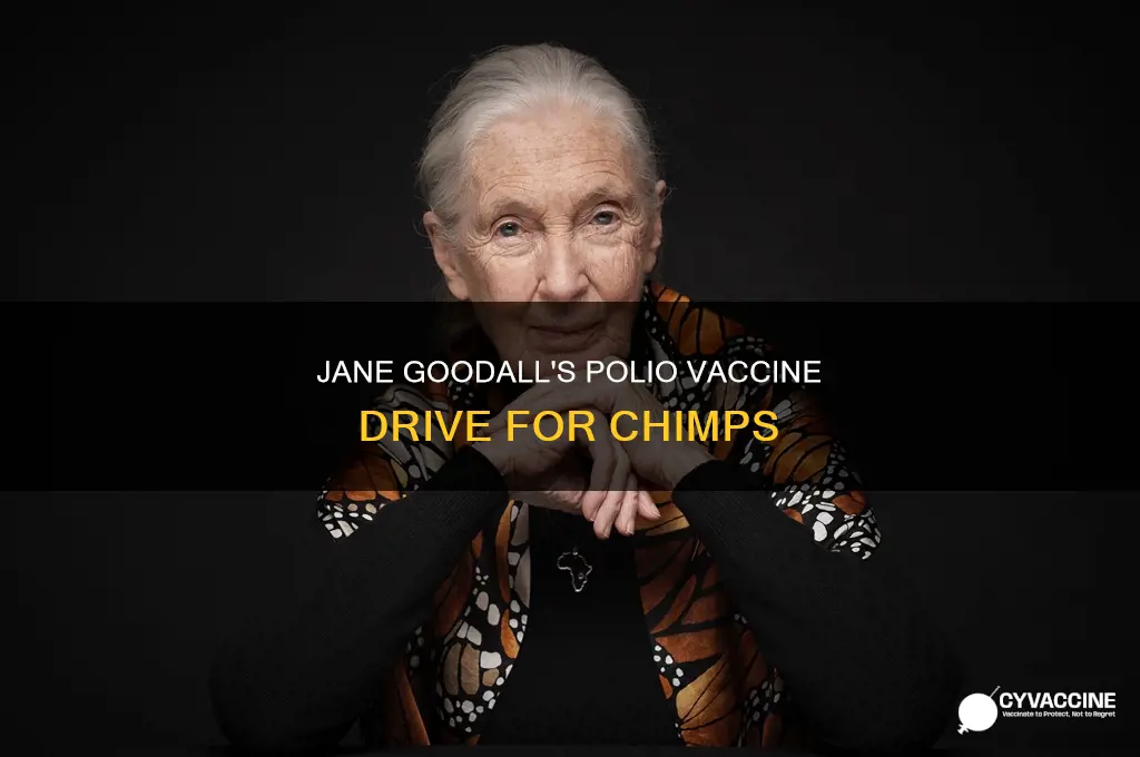 did jane goodall try to vaccinate chimps for polio