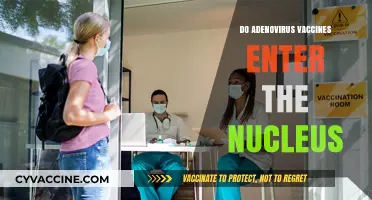 Do Adenovirus Vaccines Enter the Nucleus? Exploring the Science