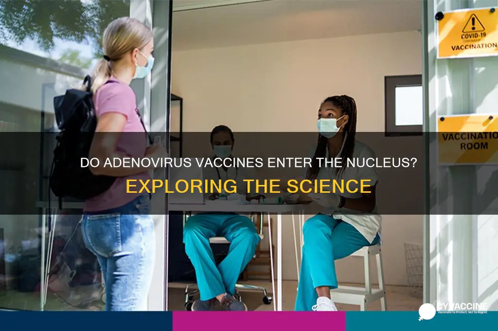 do adenovirus vaccines enter the nucleus