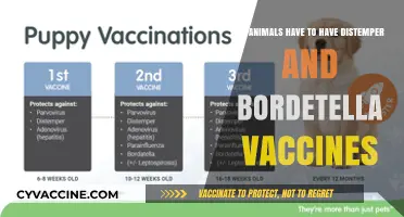 Distemper and Bordetella Vaccines: Are They Necessary for Animals?