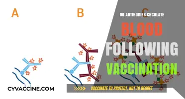 Do Antibodies Circulate in Blood After Vaccination? Understanding Immune Response