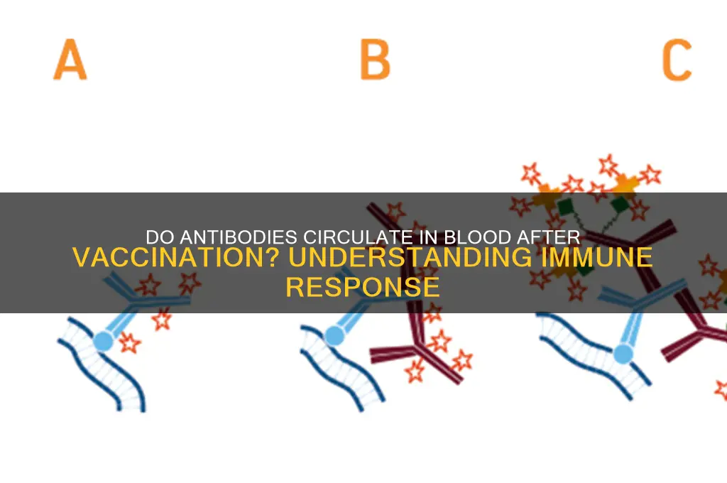 do antibodies crculate blood following vaccination