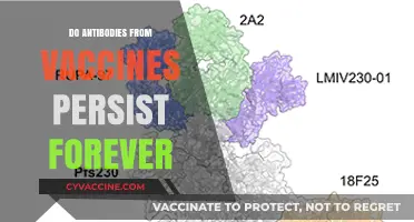 Do Vaccine-Induced Antibodies Last a Lifetime? Exploring Immunity Duration