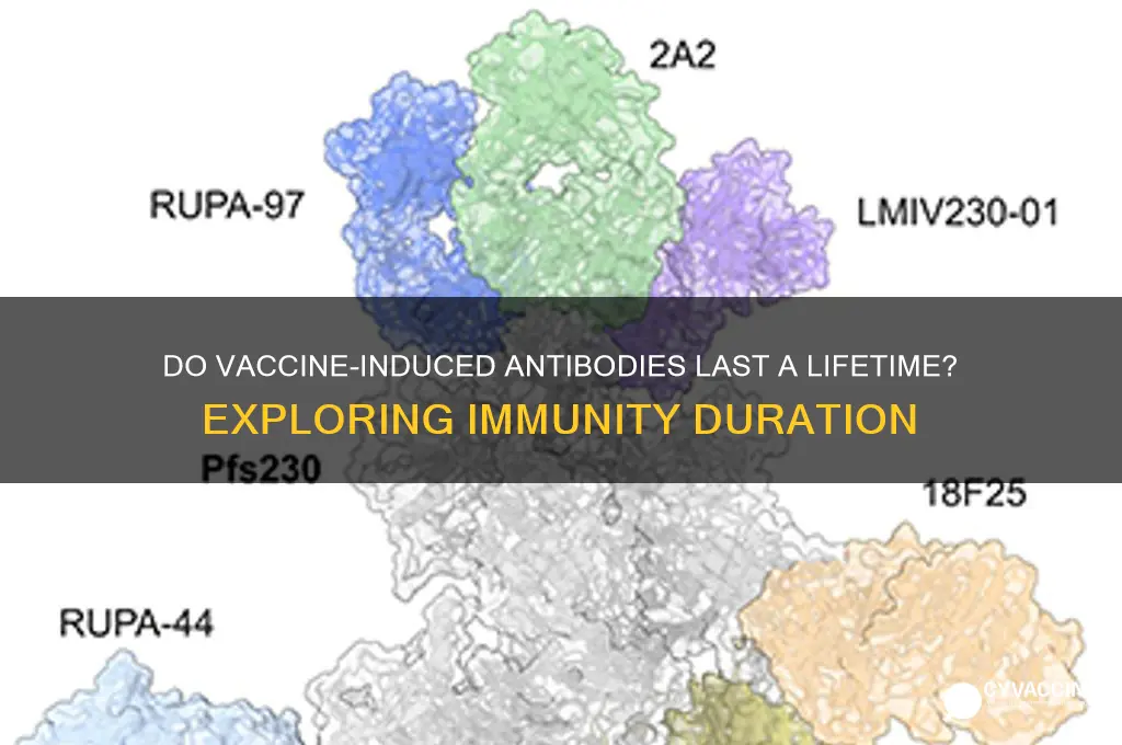 do antibodies from vaccines persist forever