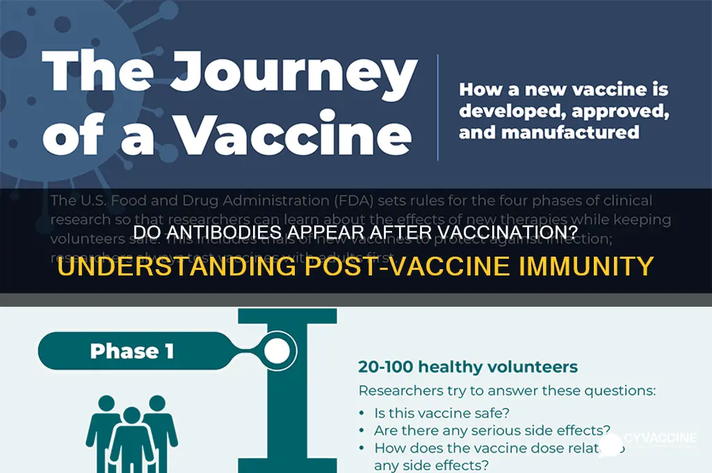 do antibodies show up after vaccine