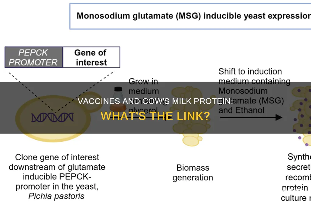 do any vaccines contain cow