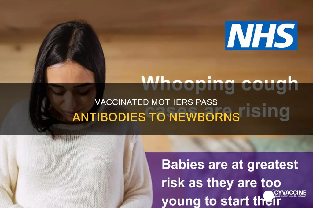 do babies born to vaccinated mothers have antibodies