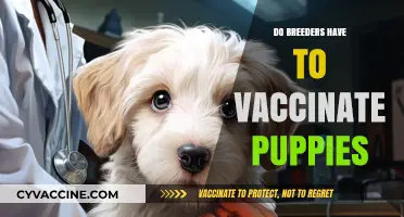 Do Breeders Vaccinate Puppies? Legal and Ethical Responsibilities Explained