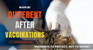 Post-Vaccination Cat Behavior: What to Expect After Their Shots