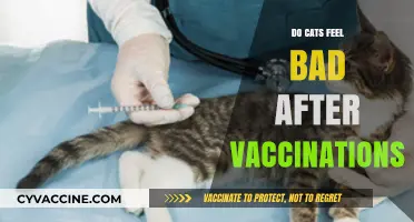 Do Cats Feel Bad After Vaccinations? Understanding Post-Shot Reactions
