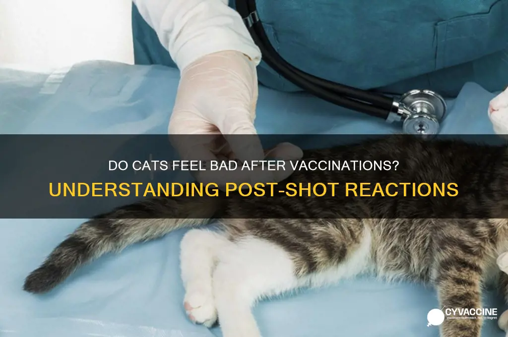 do cats feel bad after vaccinations
