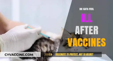 Do Cats Feel Ill After Vaccines? Understanding Post-Vaccination Reactions