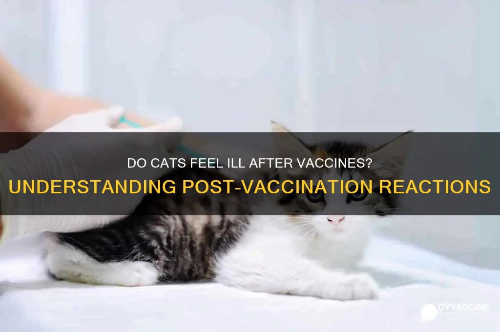 do cats feel ill after vaccines