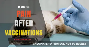 Do Cats Feel Pain After Vaccinations? Understanding Post-Shot Discomfort