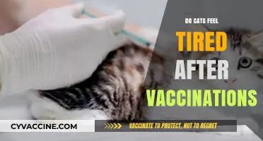Do Cats Feel Tired After Vaccinations? Understanding Post-Shot Fatigue