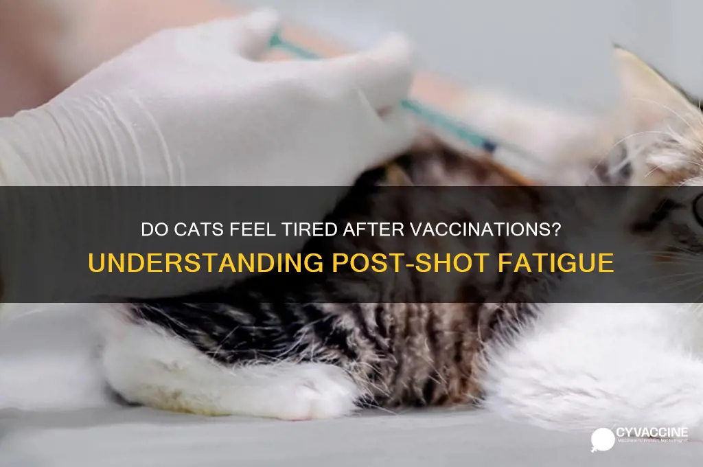 do cats feel tired after vaccinations