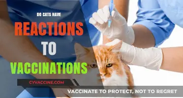 Understanding Cats' Reactions to Vaccinations: What Pet Owners Should Know