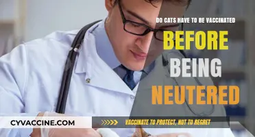 Vaccinate Before Neutering: What's Best for Your Cat?